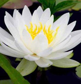 nymphaea-odorata-alba