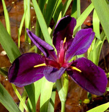 paarse-lis-iris-louisiana-bl_20200302131857