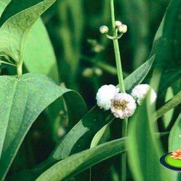 Breedbladig Pijlkruid of Sagittaria japonica