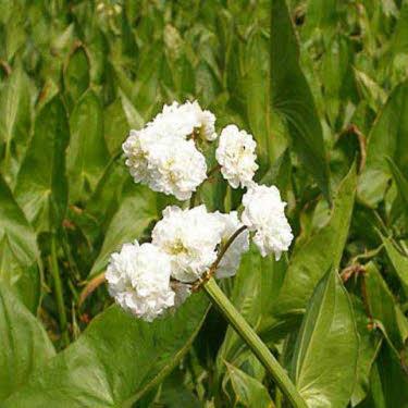 Dubbelbloemig Pijlkruid of Sagittaria japonica Flore Pleno