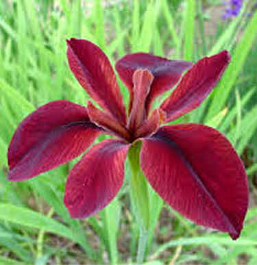rode-lis-iris-louisiana-red_20200302131949