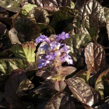 Roodbladig Zenegroen