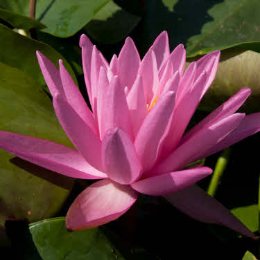 waterlelie rose arey