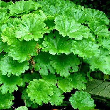 Schildblad of Darmera peltata