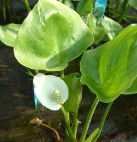 Slangewortel of Calla palustris