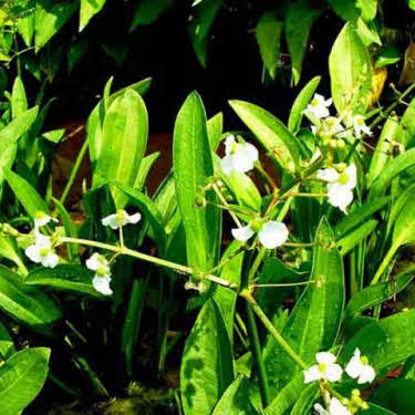 smalbladig-pijlkruid