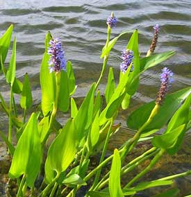 Moerasplanten dieper