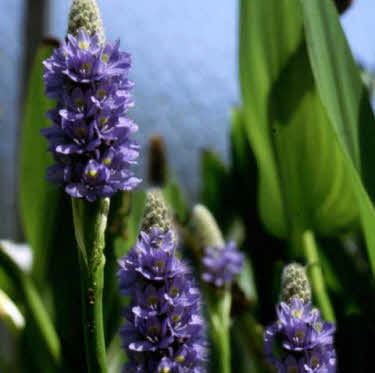 snoekkruid-smalbladig_20210123130016