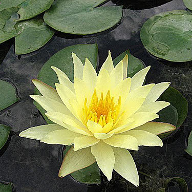 waterlelie Sulphurea