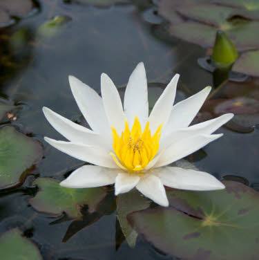 waterlelie Tetragone