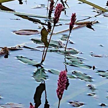 Veenwortel of Polygonum amfibium