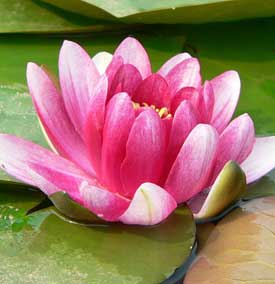 Vijverplanten pakket voor vijvers tot 5.000 L inhoud