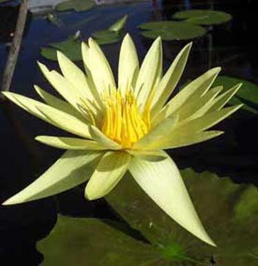 Vijverplanten pakket voor vijvers tot 15.000 L inhoud