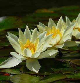 Vijverplanten pakket voor vijvers tot 7.000 L inhoud