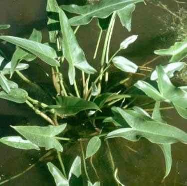 Water Aronskelk of Peltandra virginica