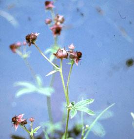 Wateraardbei of Potentilla palustris