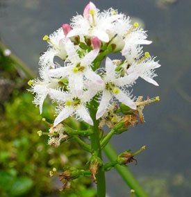 waterdrieblad-menyanthus trifoliata
