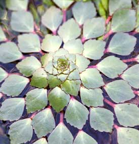 waternoot-trapa-natans