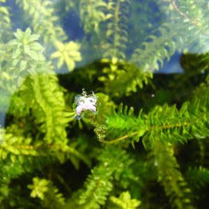 Waterpest of Elodea Densa