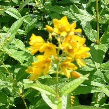 Wederik of Lysemachia vulgaris