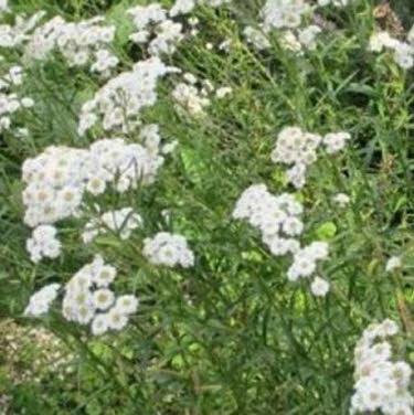 Wilde Bertram of Achillea ptarmica