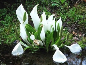 Witte Russische Aronskelk