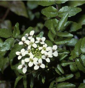 witte waterkers-nasturtium officinale