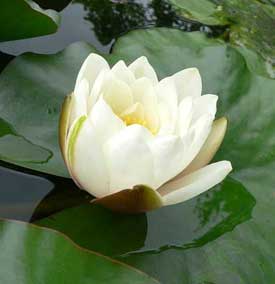 witte-waterlelie