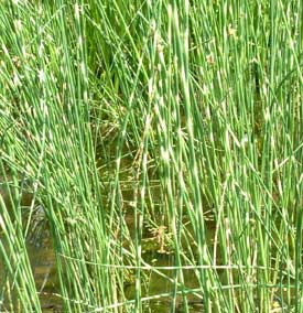 Zebra mattenbies of Scirpus teabernimont zebrines