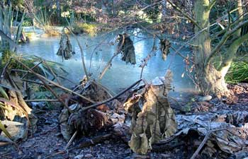 Vijveronderhoud zorgt voor een mooie vijver