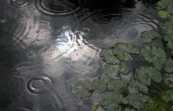 Voorjaarsonderhoud van de vijver