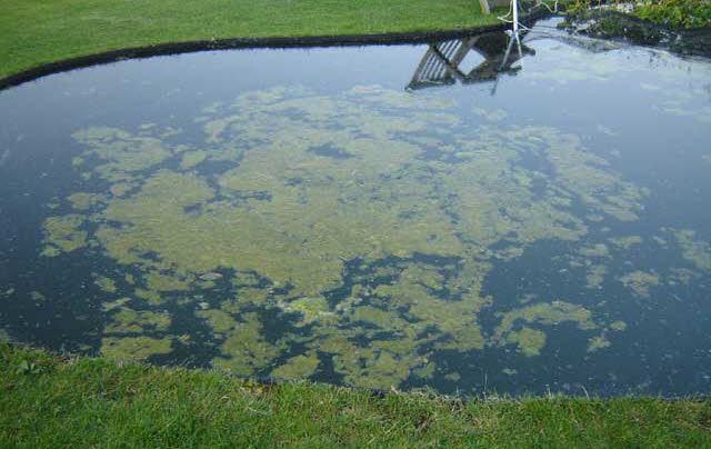 Draadalgen in vijver